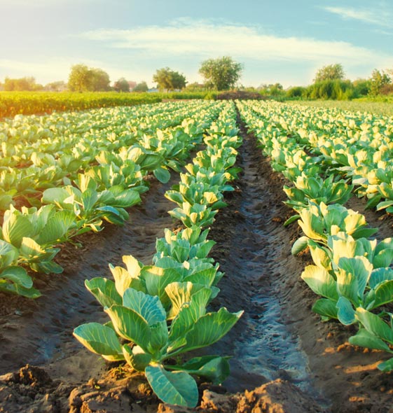 cabbage farming